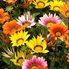 Light green Gazania rigens flower seeds
