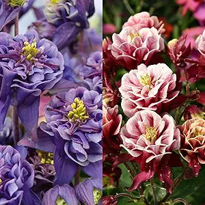 Columbine (Aquilegia spp.) flower seeds for planting in home garden