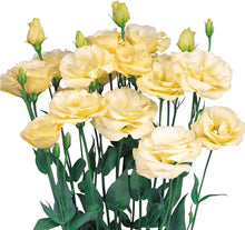 Yellow Lisianthus Seeds grown for elegant Yellow Flowers