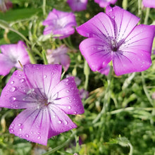 Agrostemma Rose Seeds for seasonal color across the Elegant, Hardy Garden Flowers