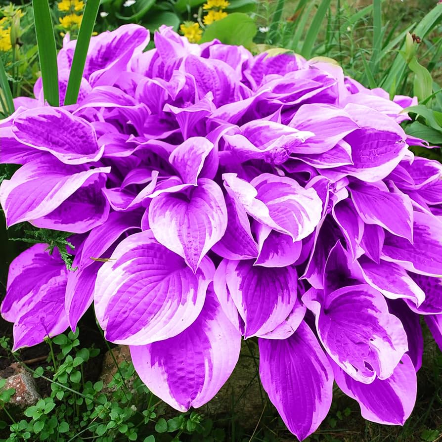 Hosta Plant Perennial Funkie for Flower Bed Planting Plants for colorful blooms in the Flower Bed Planting