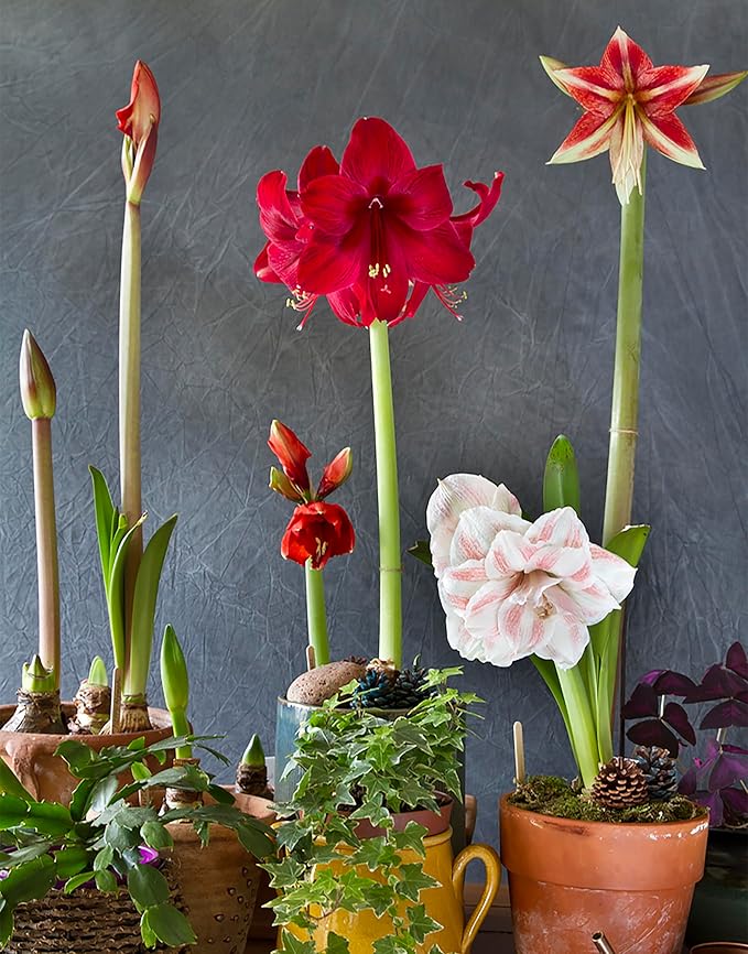 Amaryllis Hippeastrum spp. flower seeds for planting in indoor pots or home garden - for planting in home garden