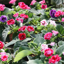Gloxinia Sinningia Speciosa Brocade Mixed Flower Seeds for Planting – Suitable for Indoor Pots and Seasonal Color Displays