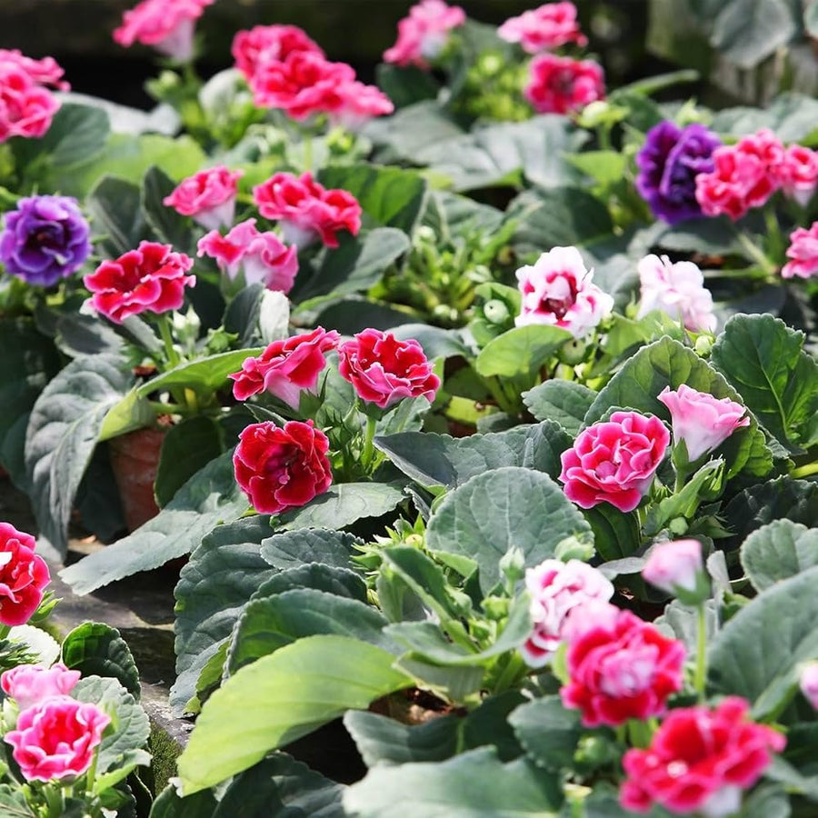 Gloxinia Sinningia Speciosa Brocade Mixed Flower Seeds for Planting – Suitable for Indoor Pots and Seasonal Color Displays