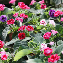 Gloxinia Sinningia Speciosa Brocade Mixed Seeds valued for indoor Colorful Displays