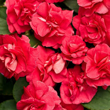 Impatiens Double Royal Flush Red Picotee flower Seeds grown for vivid shade blooms