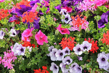 Light Green Petunia Seeds for long-term planting in the Mixed Colors, Bonsai, Balcony Garden