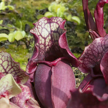 Purple Pitcher Plant Seeds (Sarracenia purpurea) for a lasting display in the indoor pots and home garden
