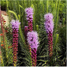 Marsh Blazing Star Seeds (Liatris spicata) grown for native wildflower habitat