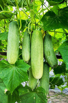 White Cucumber Seeds for productive rows in the DIY Home Garden & Vegetable Planting