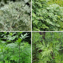 Light Purple Artemisia Annua Seeds for growers seeking a long-blooming display