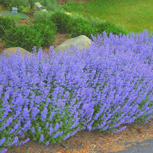 Blue Catmint Seeds for a lasting display in the flower bed home garden