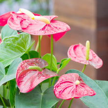 As Houseplants Anthurium Andraeanum Seeds for long-term planting in the yard