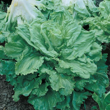 Vegetable Various Species Mini Variety Seeds for a lasting display in the Small Space Indoor Pots