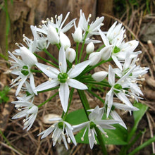 Ramsons Allium Ursinum Seeds known for herb Woodland