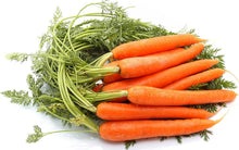 Scarlet Nantes Carrot – Daucus carota – heirloom organic garden planting