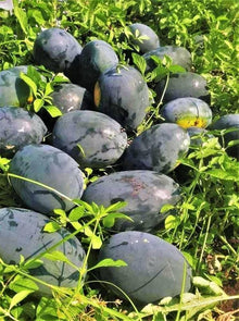 Giant Watermelon Seeds (Citrullus lanatus) for a fresh homegrown crop from the Vegetable Patch