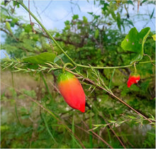 Coccinia Grandis Seeds (Coccinia grandis) for seasonal color across the vegetable patches and tropical gardens