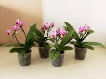 Black Phalaenopsis Mini Orchid Seeds for reliable seasonal color