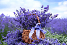 Dark Gray Lavender Seeds for cooks growing their own fresh herbs