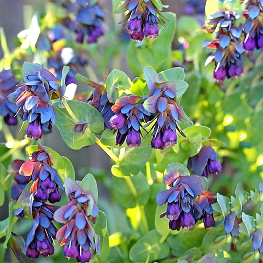 Cerinthe Blue Pride Shrimp Plant seeds â€“ Gibraltar garden flower