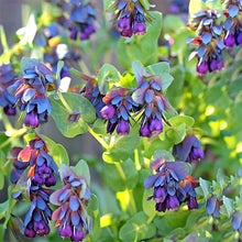 Cerinthe Blue Shrimp Seeds for gardeners building out beds and borders