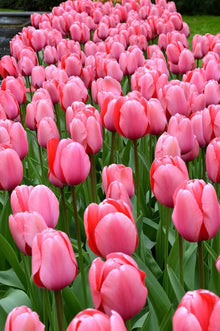 Barcelona Tulip Seeds (Tulipa spp.) for colorful blooms in the Flower Garden