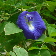 Legousia Blue Flower - for planting in home garden