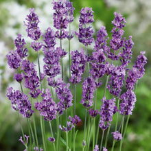 Munstead Lavender Seeds (Lavandula angustifolia) for a fragrant addition to the herb patch