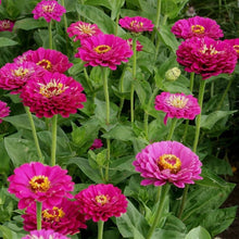 Zinnia Zinnia Elegans Purple Prince Seeds valued for colorful Cut Flower Displays