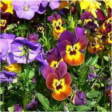 Viola Seeds (Viola spp.) for a bright addition to the Flower Bed & Garden