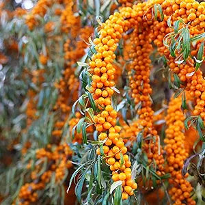 Sea Buckthorn – Hippophae rhamnoides – for planting in fruit garden