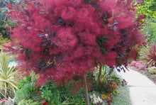Light Purple Smoketree Seeds (Cotinus coggygria) for a colorful addition to any planting
