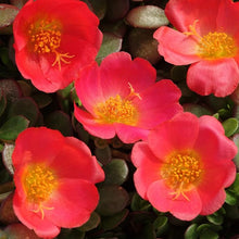 Purslane Ground Cover Seeds for growers seeking a long-blooming display