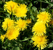 Dandelion Seeds (Taraxacum officinale) for growers filling out the kitchen garden planting