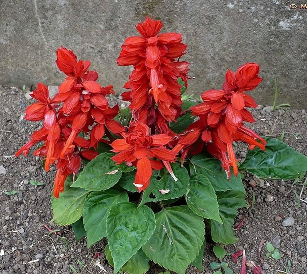 Salvia Splendens Sizzler Salmon flower seeds â€“ bright ornamental bedding