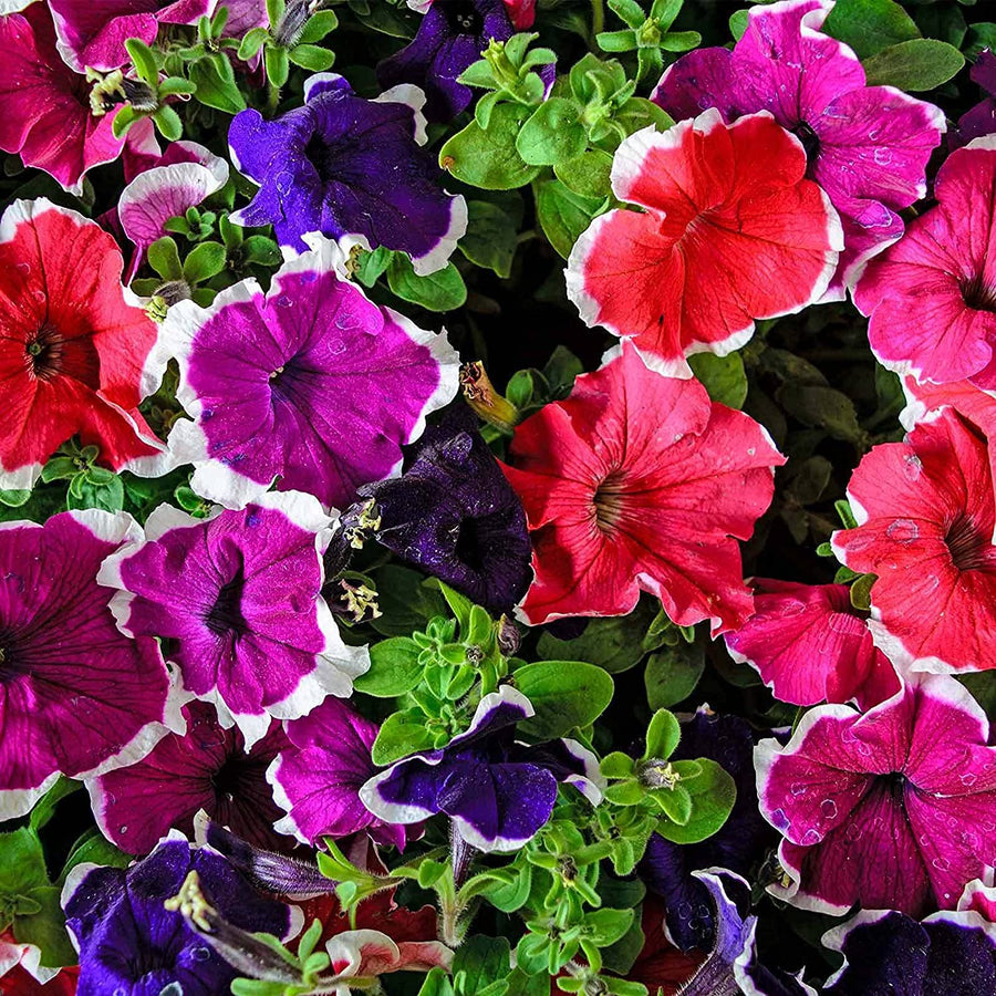Brown petunia  Petunia hybrida  bonsai-style flower seed mix