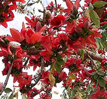 Red Cotton Tree Seeds (Bombax ceiba) known for landscaping