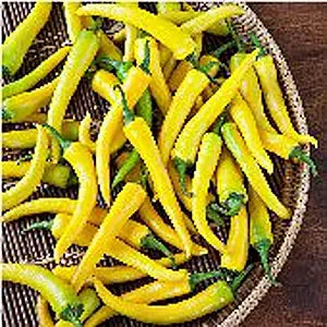 Golden (Cayenne Pepper Capsicum annuum vegetable) for planting in garden