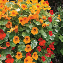 Phoenix Nasturtium Bonsai Seeds (Tropaeolum majus) for a lasting addition to the Decorative Home Gardens
