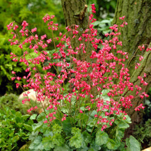 Heuchera 'Firefly' Coral Bells Seeds for a lasting display in the Flower Garden Seeds