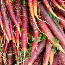 Cosmic Purple Carrot Seeds for growers stocking a kitchen garden