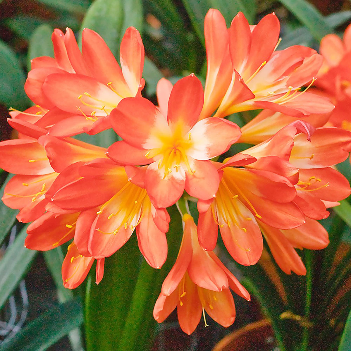 Orange Clivia Clivia miniata for planting in tropical garden
