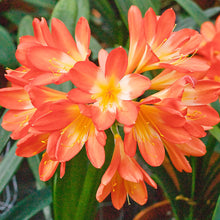 Orange Clivia Clivia miniata for planting in tropical garden