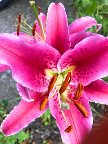 Michigan Lily Seeds (Lilium michiganense) for a bright addition to the Wildflower Garden