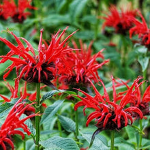 Bee Balm Seeds (Didyma pollinator) for a lasting display in the Monarda garden flower bed
