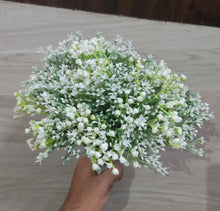 Gypsophila Sky Stars hybrid seeds for home garden and landscaping