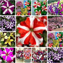 Petunia Petunia Hybrida Four Seasons flower Seeds for a bright addition to the indoor pots and seasonal backyard gardening