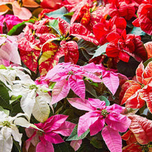 Poinsettia Euphorbia Pulcherrima flower seeds
