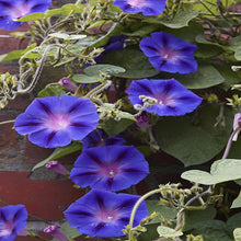 Black Dawn Morning Glory Seeds (Flowerssamen der) for a colorful addition to any planting